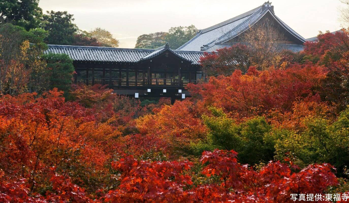 東福寺 通天橋 紅葉